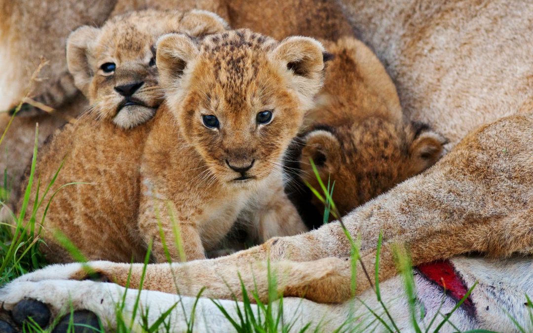 Photography in the Wild: Tips for Capturing Nature’s Beauty